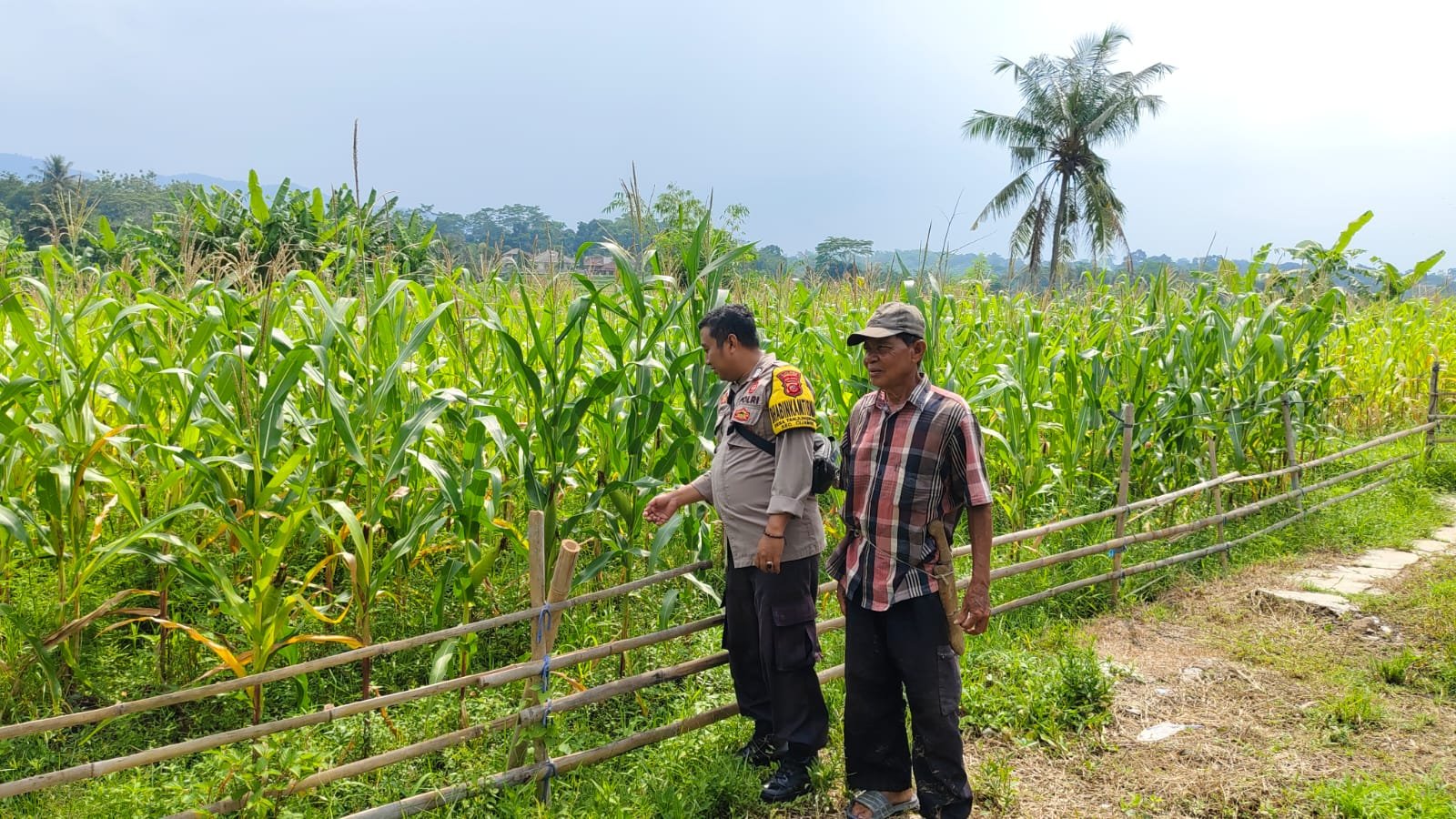 Polres Subang dan Jajaran Laksanakan Penanaman Jagung di Desa Binaan
